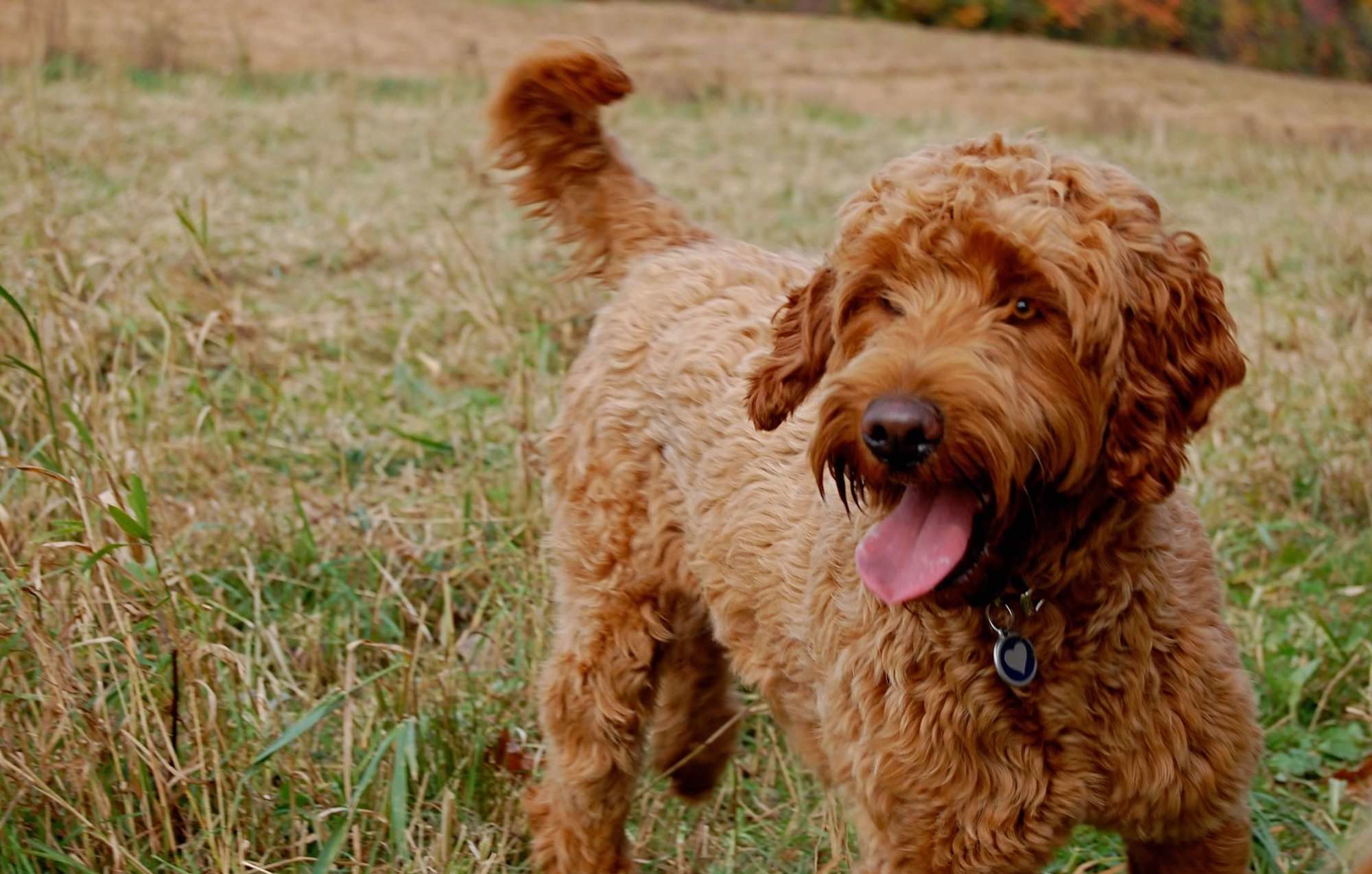 Dogs - Labradoodles & MDBA Registered Australian Cobberdogs